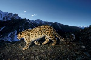 Snow leopard in Bhutan's mountains. Wild cat with spotted fur walks on rocky terrain, snowy peaks in background.