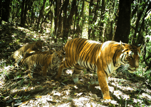 Bhutan tiger family: A mother tiger walks with her cubs through the lush forest. Wild animal conservation.