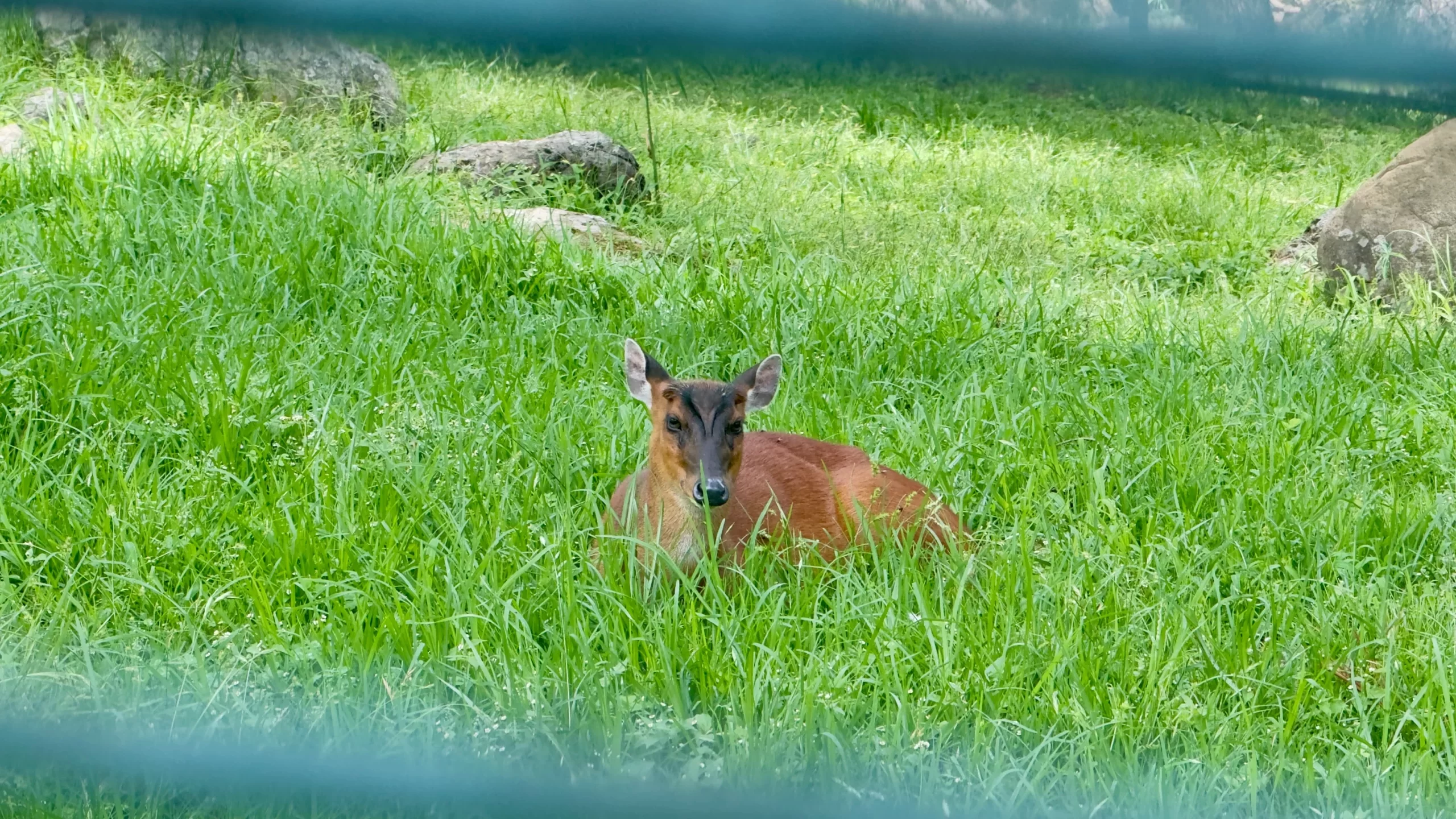 deer